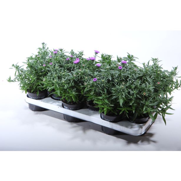 ASTRA JESENSKA, MIX L10.5