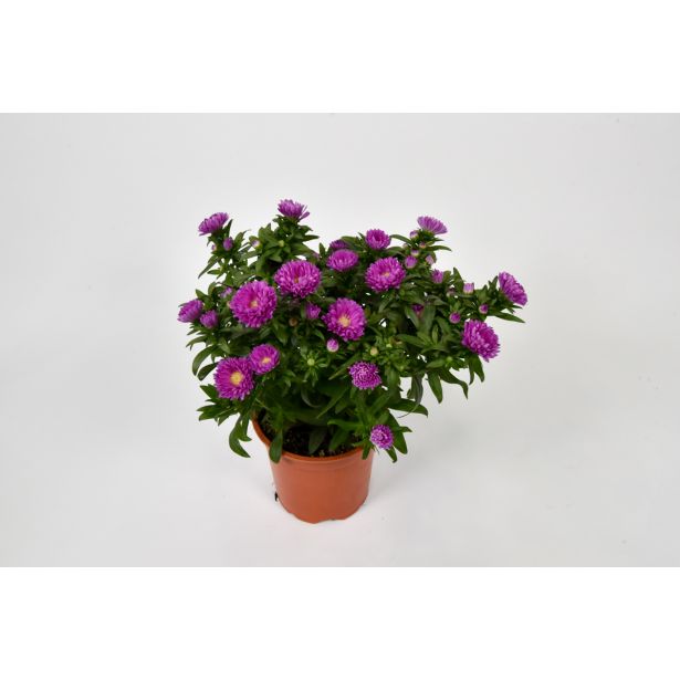 ASTRA JESENSKA, MIX L10.5