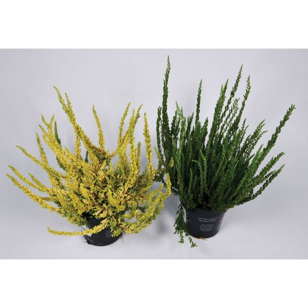 RESA JESENSKA RESA SUNSET MIX L10