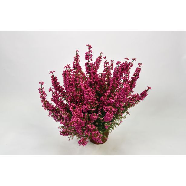 RESA JESENSKA RESA SUNSET MIX L10