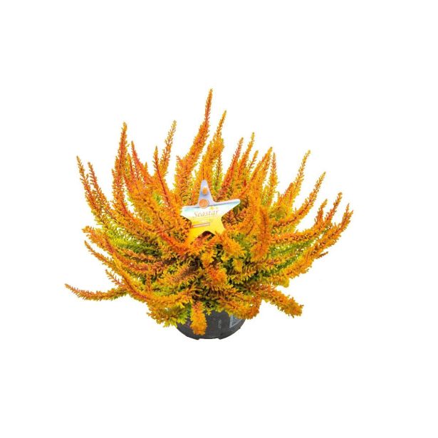 JESENSKA VRESA SEASTAR' L11