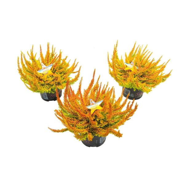 JESENSKA VRESA SEASTAR' L11