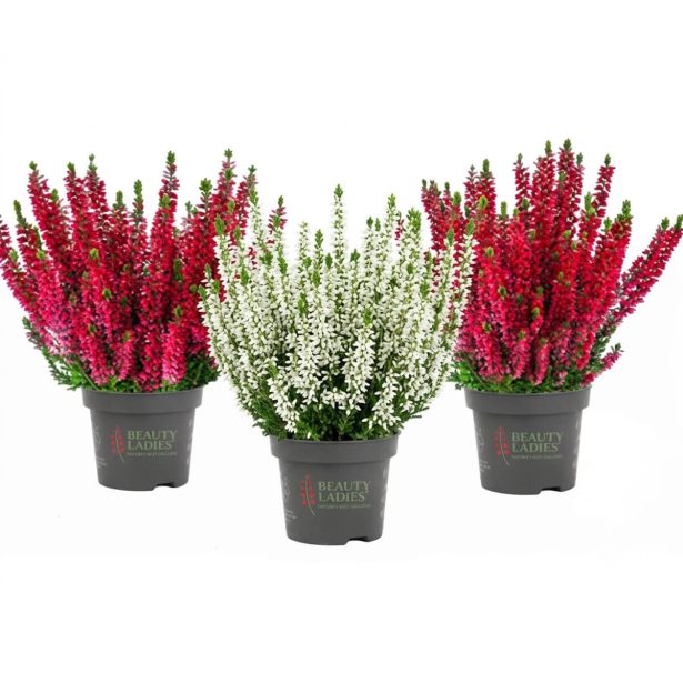 JESENSKA VRESA BEAUTY LADIES L10.5 CM
