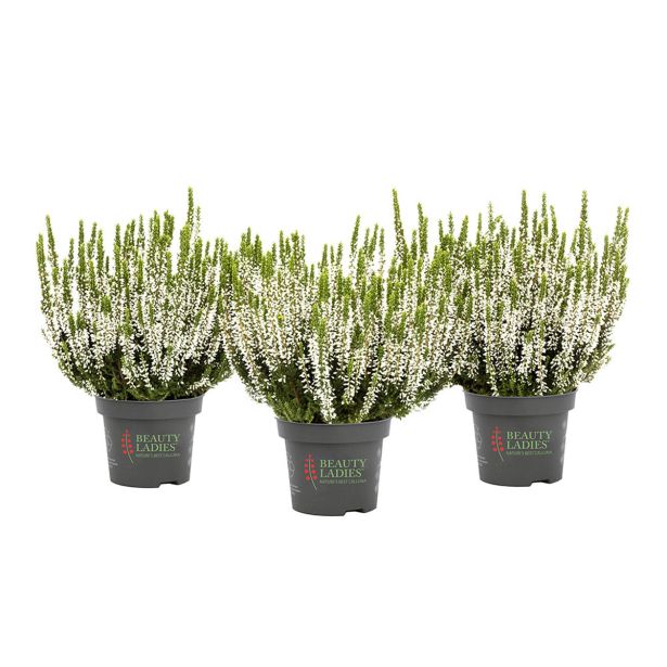 JESENSKA VRESA (CALLUNA BEAUTY LADIES) L9 CM