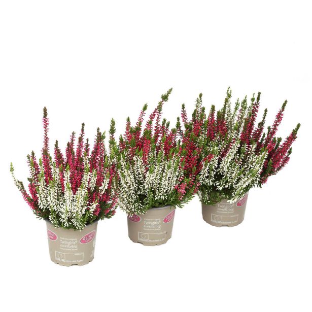 JESENSKA VRESA (CALLUNA BEAUTY LADIES) TWIN (DVOBARVNA) L12 CM