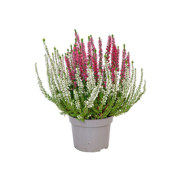 JESENSKA VRESA (CALLUNA BEAUTY LADIES) TWIN (DVOBARVNA) L12 CM
