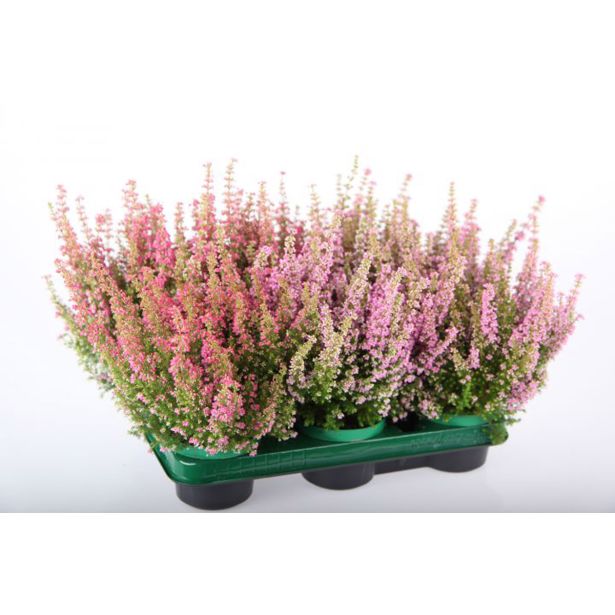 JESENSKA VRESA ERICA GRACILIS L10.5