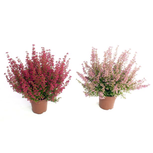 JESENSKA VRESA ERICA GRACILIS L10.5