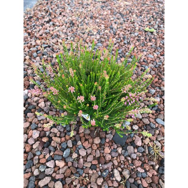 JESENSKA VRESA ERICA SPICULIFOLIA L13