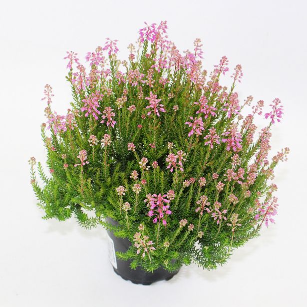 JESENSKA VRESA ERICA SPICULIFOLIA L13