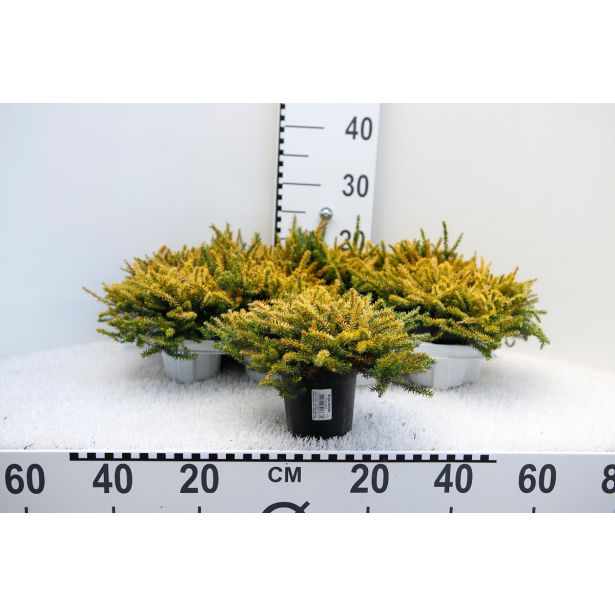 JESENSKA VRESA EVA GOLD L11