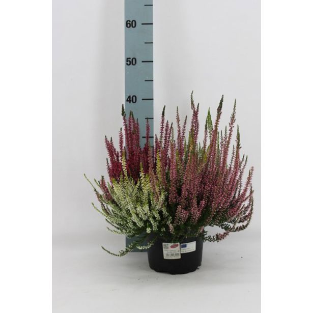 JESENSKA VRESA GARDEN GIRLS 4 BARVE L17