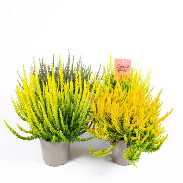 JESENSKA VRESA GARDEN GIRLS SUNSET L12 CM