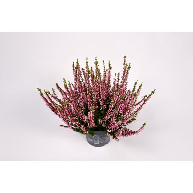 JESENSKA VRESA MIX GARDEN GIRLS L11