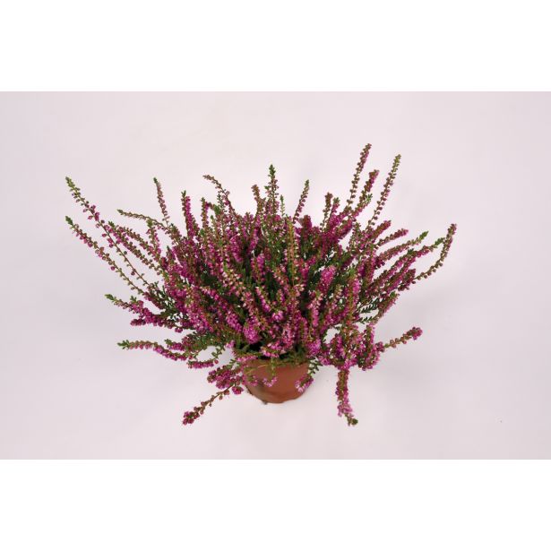 RESA JESENSKA VRESA MIX L10