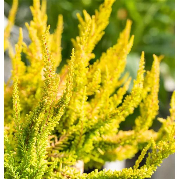 JESENSKA VRESA BEAUTY LADIES L10.5 CM