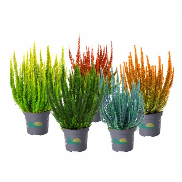 JESENSKA VRESA SKYLINE 12 CM