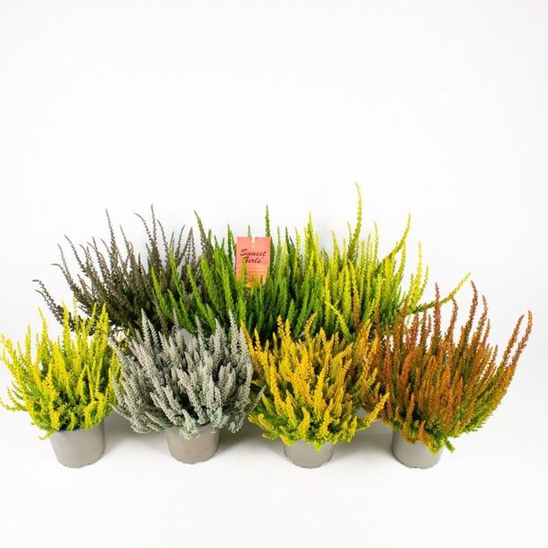 JESENSKA VRESA SUNSET MIX L12