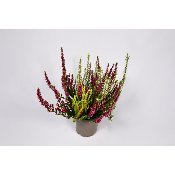 JESENSKA VRESA TRIO GARDEN GIRLSL10.5