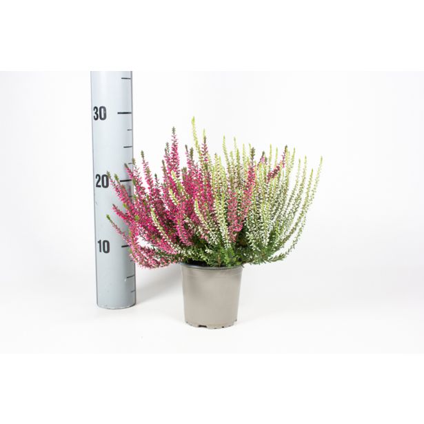 JESENSKA VRESA TWIN GARDEN GIRLS L11