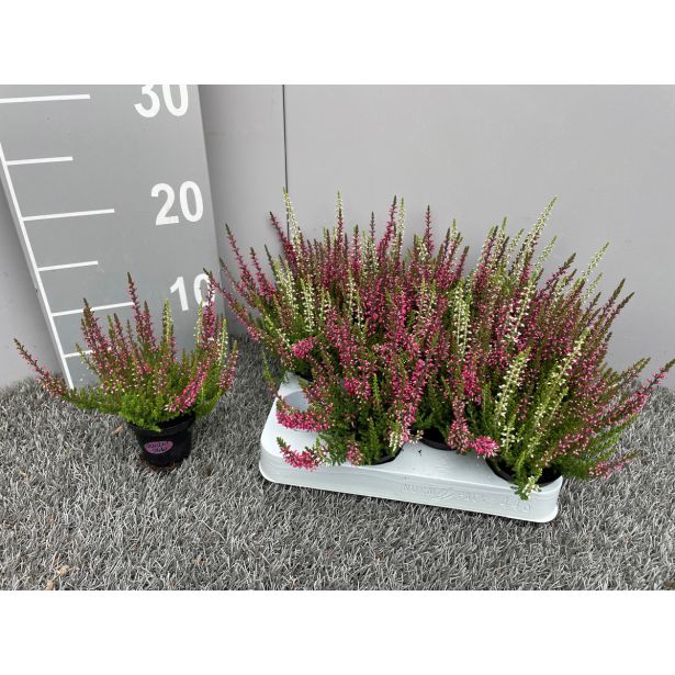 JESENSKA VRESA TWIN L6