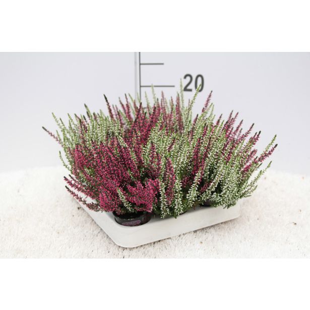 JESENSKA VRESA TWIN L6