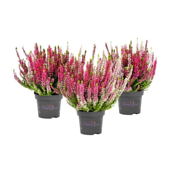 JESENSKA VRESA WILDBERRY WONDER L11