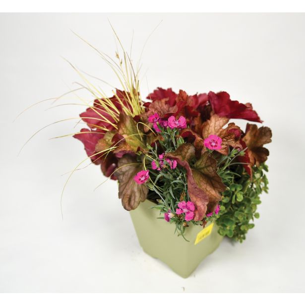 SEZONSKA RASTLINA JESENSKI NASAD HAPPY WINTER L17