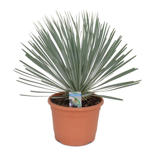 MEDITERANSKE RASTLINE JUKA