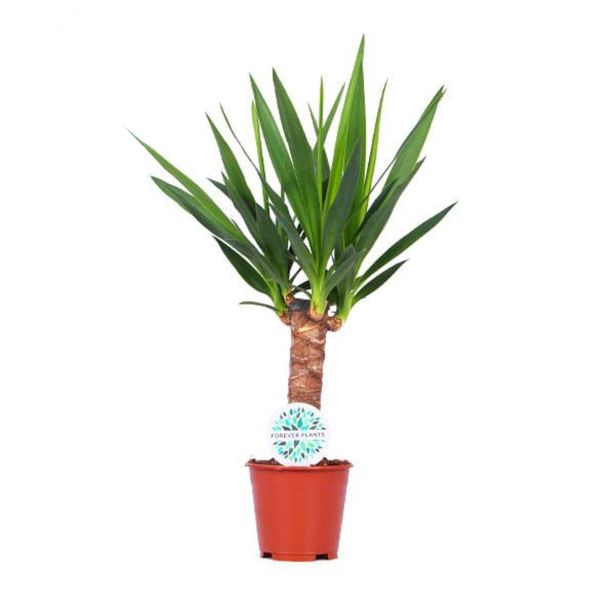 DREVO ŽIVLJENJA JUKA MIX L14