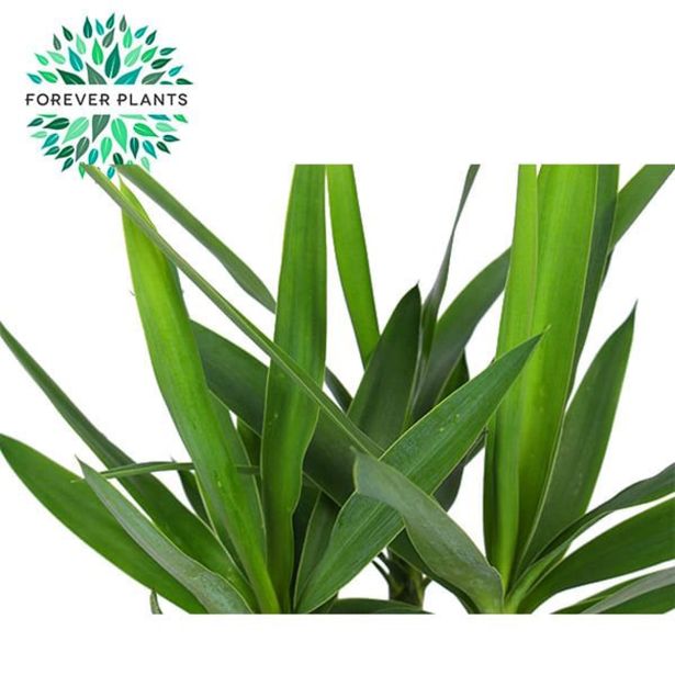 DREVO ŽIVLJENJA JUKA MIX L14