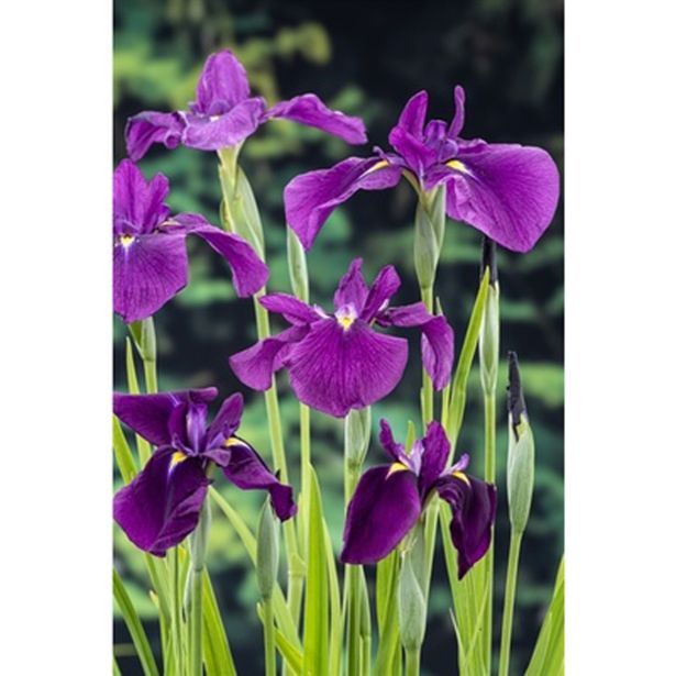 VODNE RASTLINE KAEMPFERJEVA PERUNIKA L 9