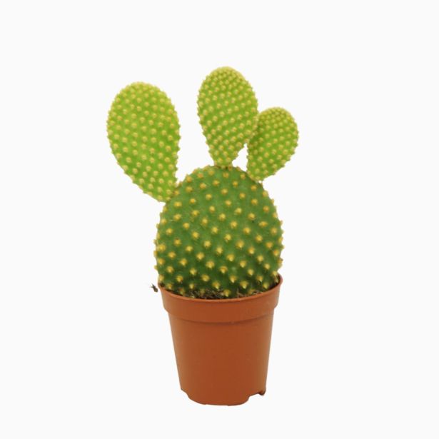 KAKTUS BELA OPUNCIJA L10.5