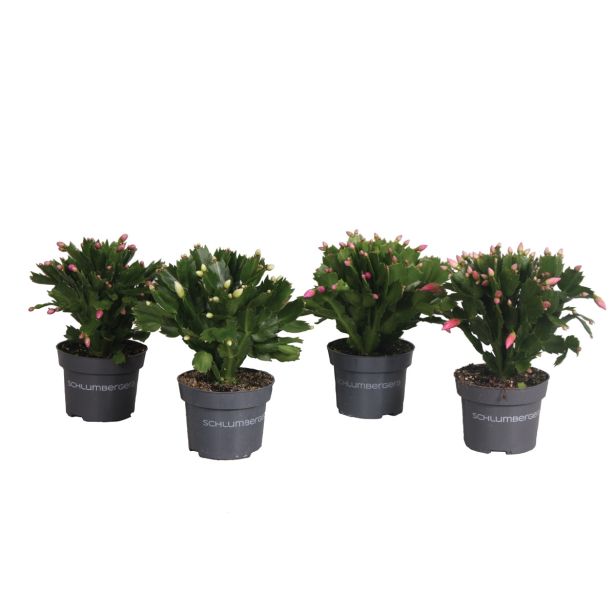 KAKTUS BOŽIČNI KAKTUS L13