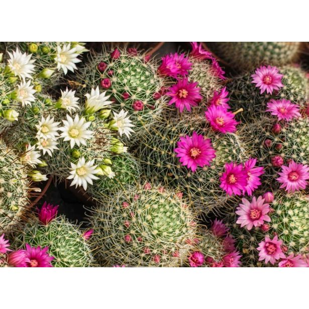 KAKTUS CACTUS MAMMILLARIA S CVETOVI L5.5 CM