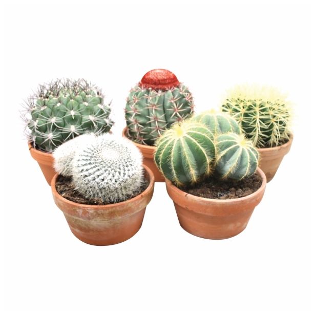 KAKTUS CACTUS MIX OKROGEL