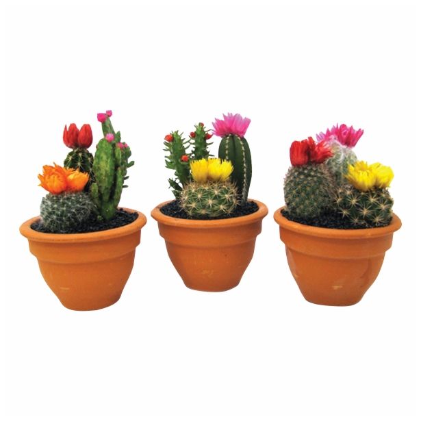 KAKTUS CACTUS MIX S SUHIMI CVETOVI