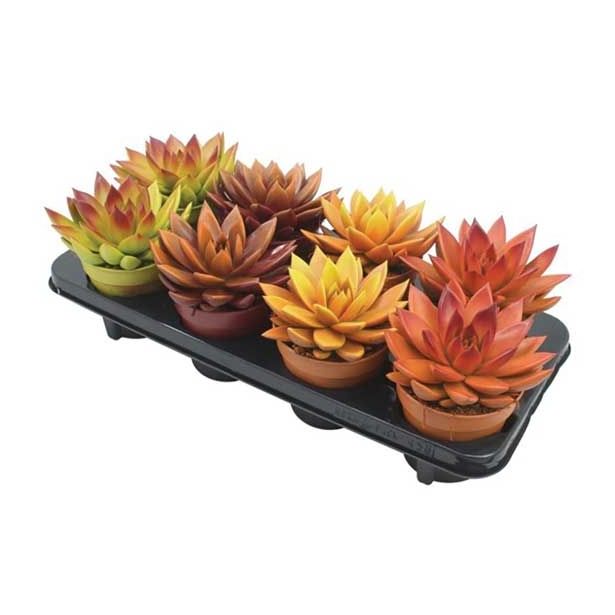 KAKTUS ESCHEVERIA MIRANDA JESENSKE BARVE