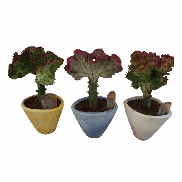 SUKULENT EUPHORBIA LACTEA V OKRASNEM LONCU L12