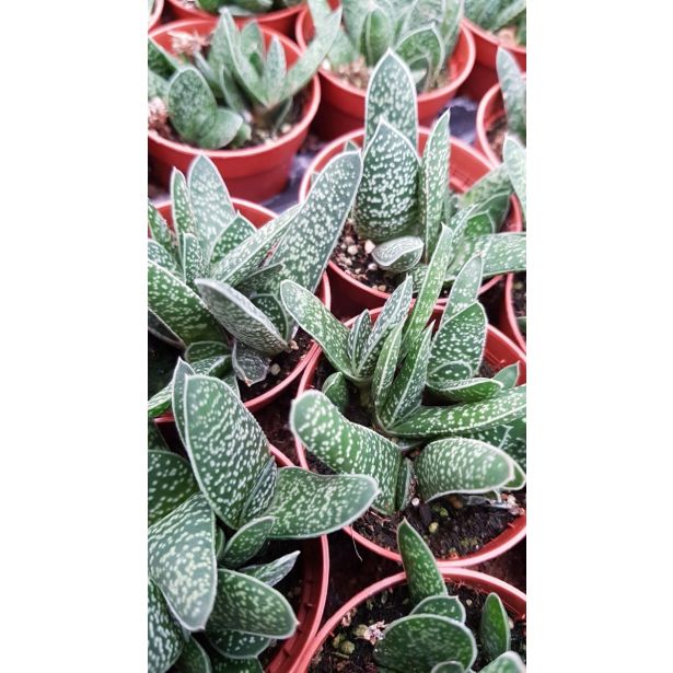 KAKTUS GASTERIJA L5.5