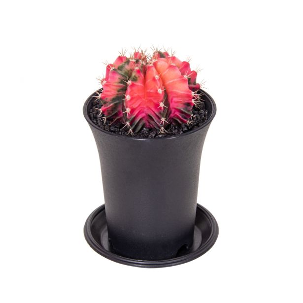 KAKTUS GYMNOCALYCIUM VARIEGATED L7.5 CM