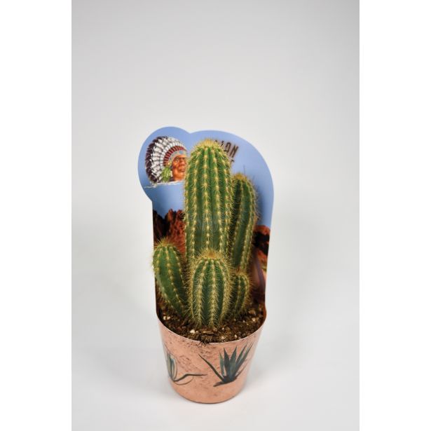 KAKTUS INDIAN MIX L12