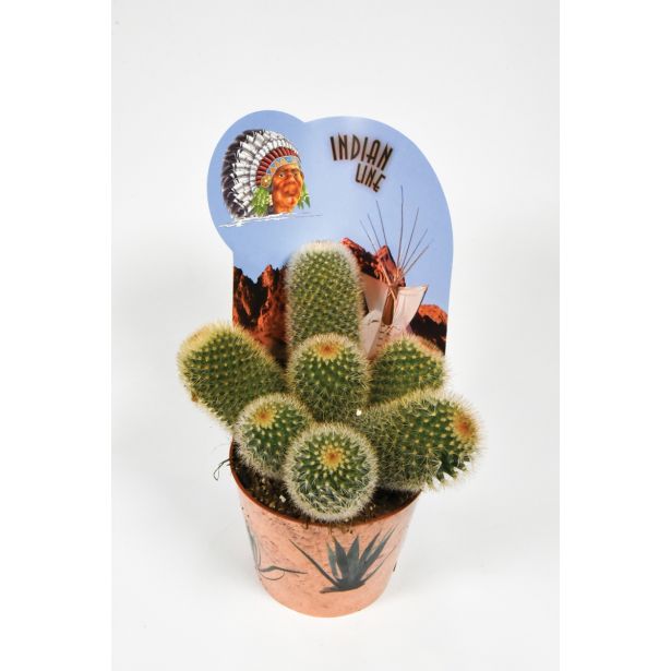 KAKTUS INDIAN MIX L12
