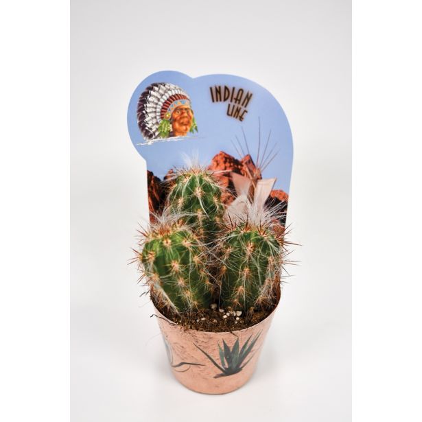 KAKTUS INDIAN MIX L12