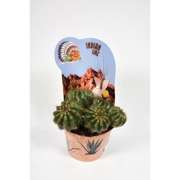 KAKTUS INDIAN MIX L12