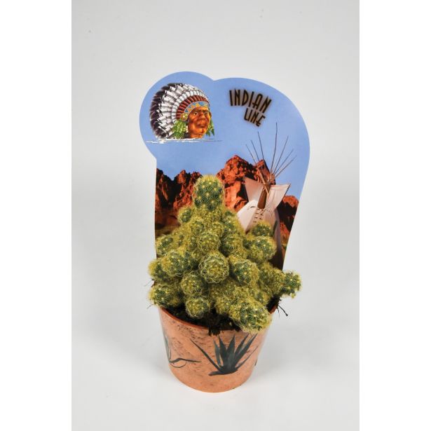 KAKTUS INDIAN MIX L12