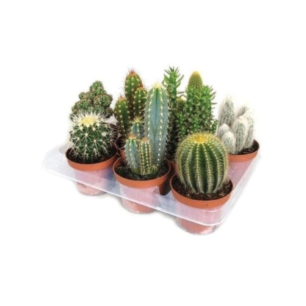 KAKTUS KAKTUS MIX L10