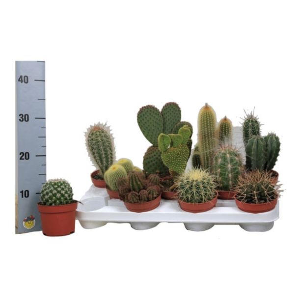 KAKTUS KAKTUS MIX L11