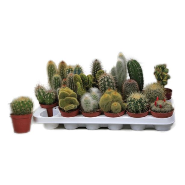 KAKTUS KAKTUS MIX L9