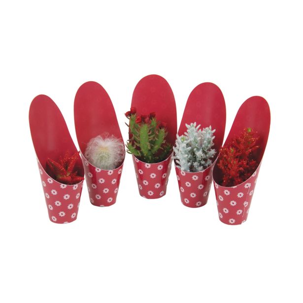 KAKTUS KAKTUS NOVO LETO